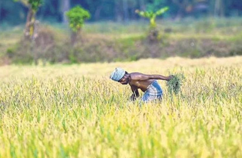 দ্রুত সব পাকা ফসল ঘরে তোলার নির্দেশ
