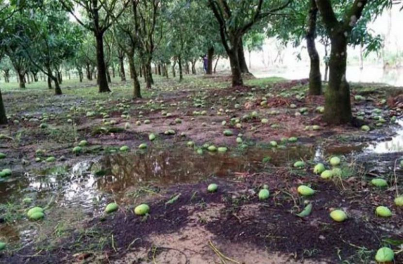 আম্পানে রাজশাহীর ২০ ভাগ আম পড়ে গেছে