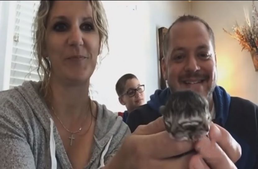 দুই মুখ নিয়ে বিড়ালছানার জন্ম!