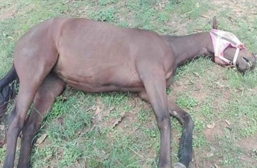 পাঁচ শতাধিক ঘোড়ার অস্বাভাবিক মৃত্যু!