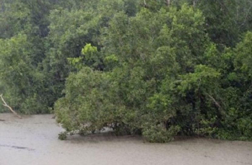 ঘূর্ণিঝড় আম্পানে সুন্দরবনের যেসব ক্ষতি