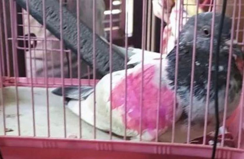 পাকিস্তানের গোয়েন্দা কবুতর আটক!