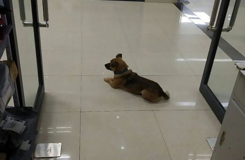 করোনায় মৃত মনিবের পথচেয়ে কুকুর