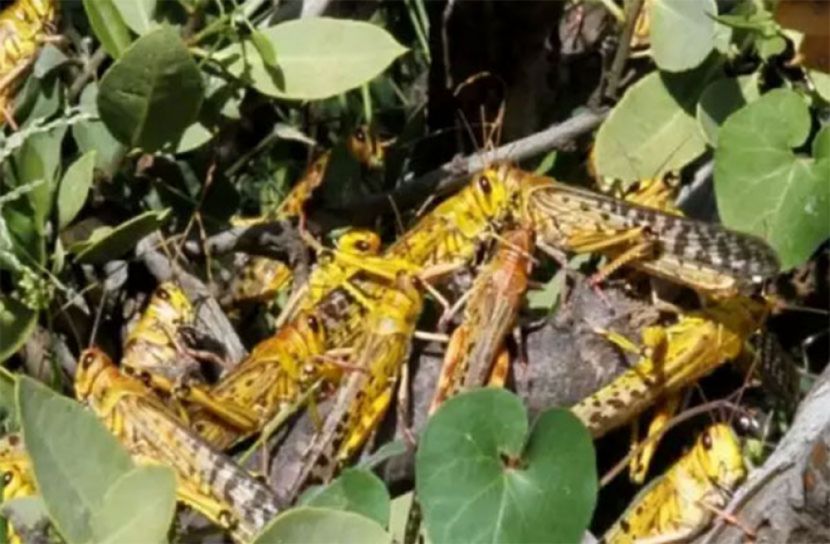 পঙ্গপাল ঠেকাতে ভারতের নতুন কৌশল