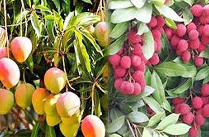 ত্রাণের তালিকায় আম ও লিচু