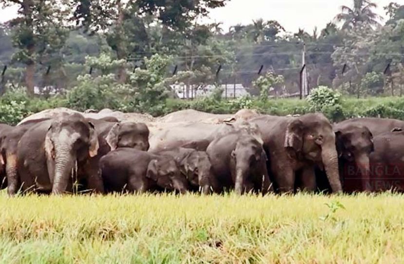 রৌমারীতে ভারতীয় হাতির তাণ্ডব