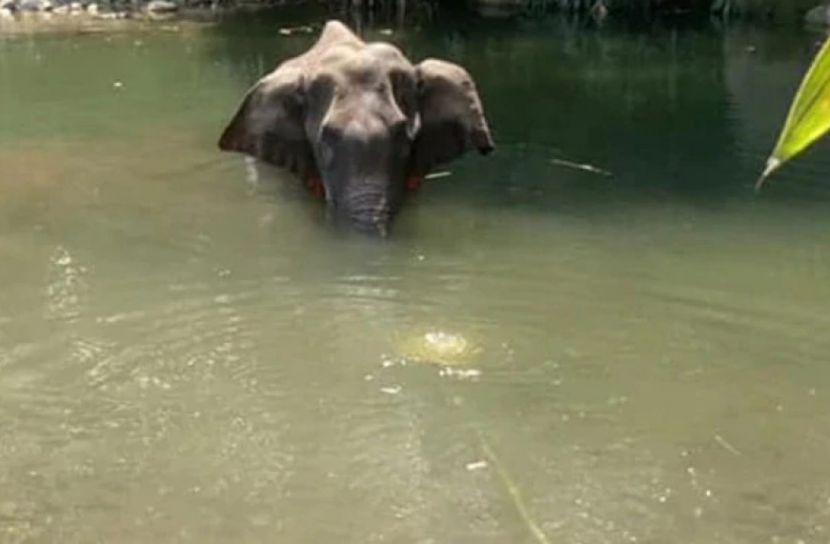 এমন নৃশংসতা দেখেছে কে কবে?