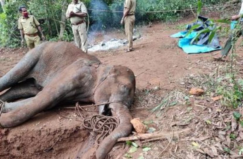 হাতি হত্যা তদন্তে নতুন মোড়!