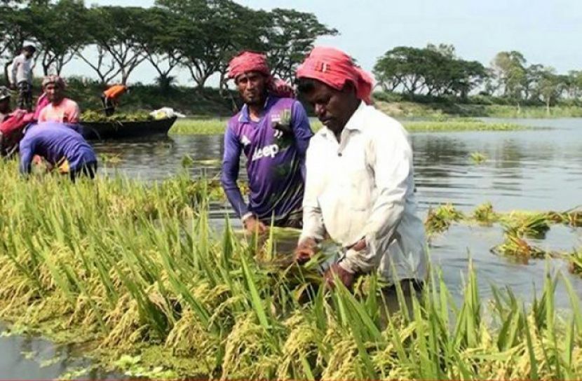 চলনবিলে তলিয়ে যাচ্ছে পাকা ধান