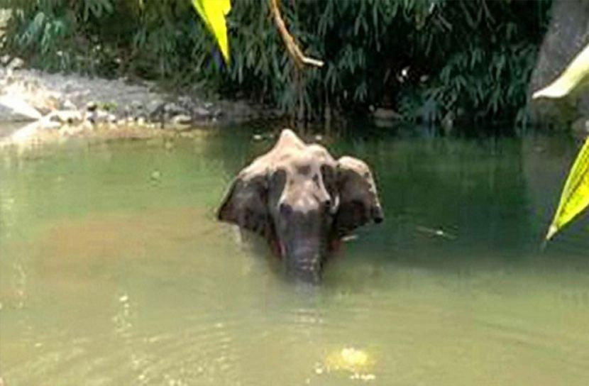 সেই হাতির পোস্টমর্টেমে ৩ ঘাতক শনাক্ত