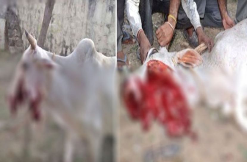 বিস্ফোরক ভর্তি ময়দার গোলা চিবিয়ে উড়ে গেল গরুর চোয়াল!