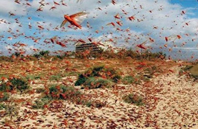 শ্রীলঙ্কায় এবার পঙ্গপালের হানা