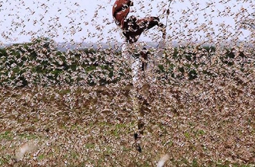 এবার শ্রীলঙ্কায় পঙ্গপালের হানা!