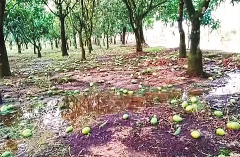 আম-লিচু'তে ক্ষতি ৬০০ কোটি টাকা