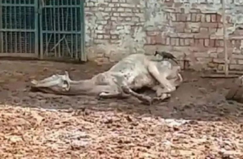 ক্ষুধায় মৃত্যুবরণ করেছে ৮০ টি গরু