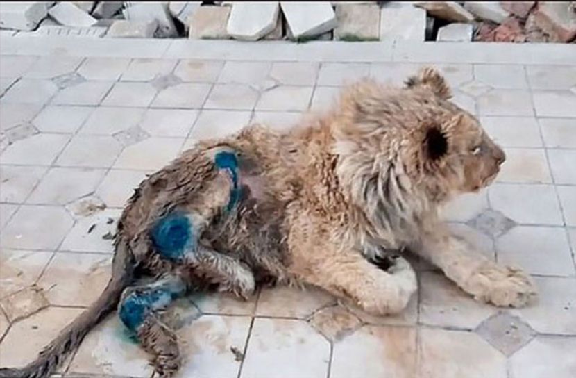 সেলফির জন্য পা ভেঙে দিলো  সিংহ শাবকের!