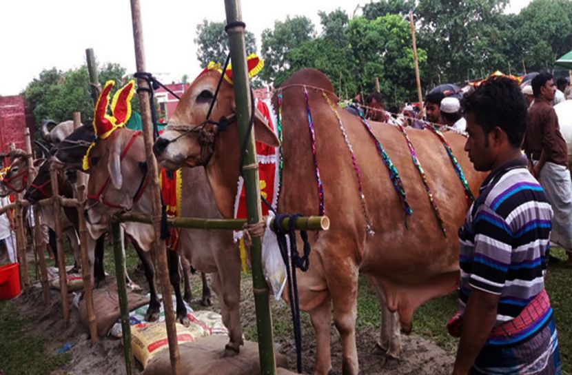 রাজধানীর ২৪ স্থানে বসবে কোরবানির পশুর হাট