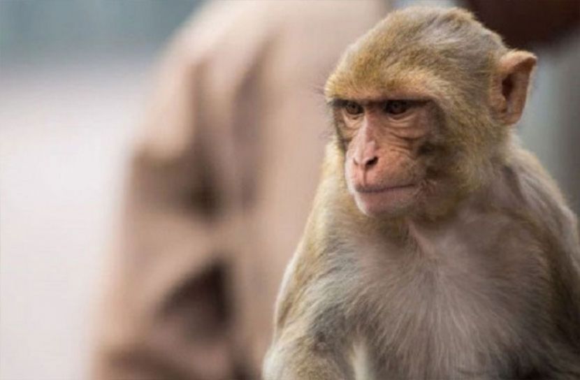 মদ, না, পেয়ে, মানুষের, ওপর, হামলার, অভিযোগে, বানরের ,মৃত্যুদণ্ড,!,