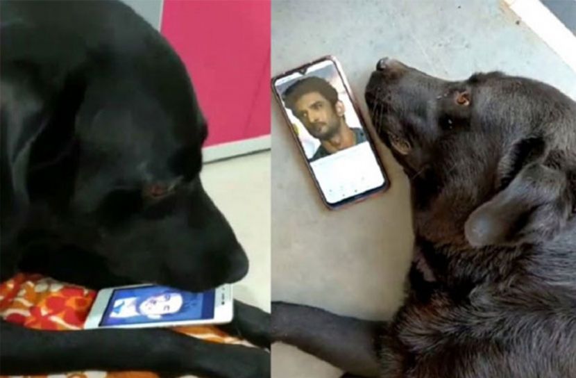 সুশান্তের, অপেক্ষায়, চেয়ে, ফাজ,!,