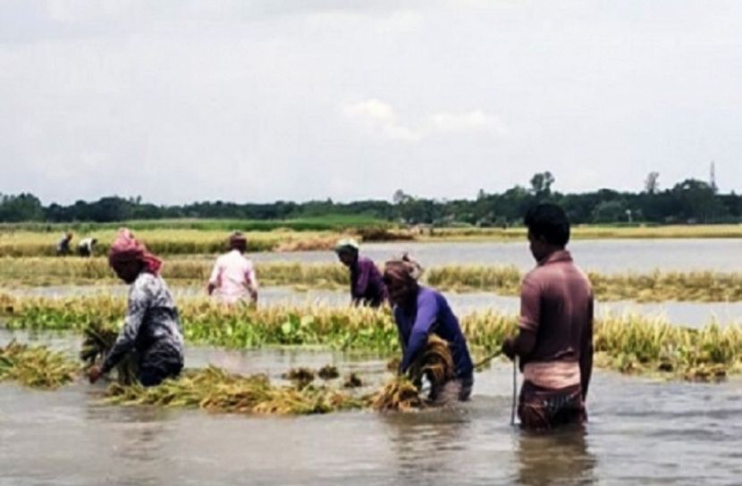 অকাল বন্যায় পানির নিচে পাকা ধান