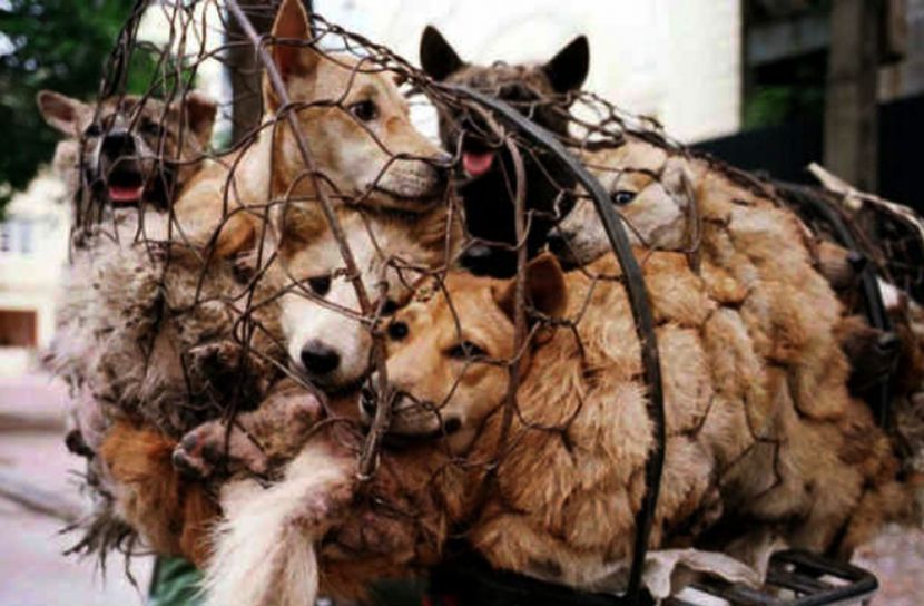 আবারও চীনে কুকুর খাওয়ার উৎসব!