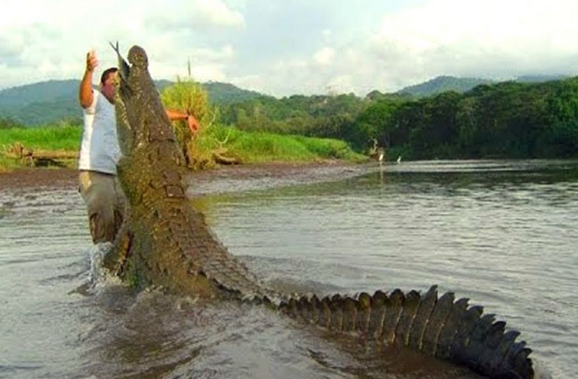 স্ত্রীর সামনে স্বামীকে টেনে নিয়ে গেল কুমির