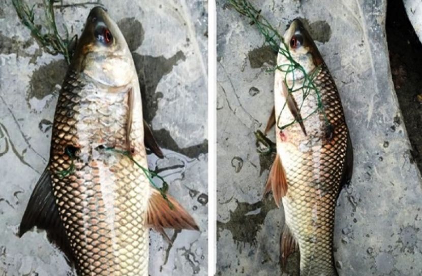 জালে উঠল আট ছিদ্রের রুই, গ্রামজুড়ে আতঙ্ক