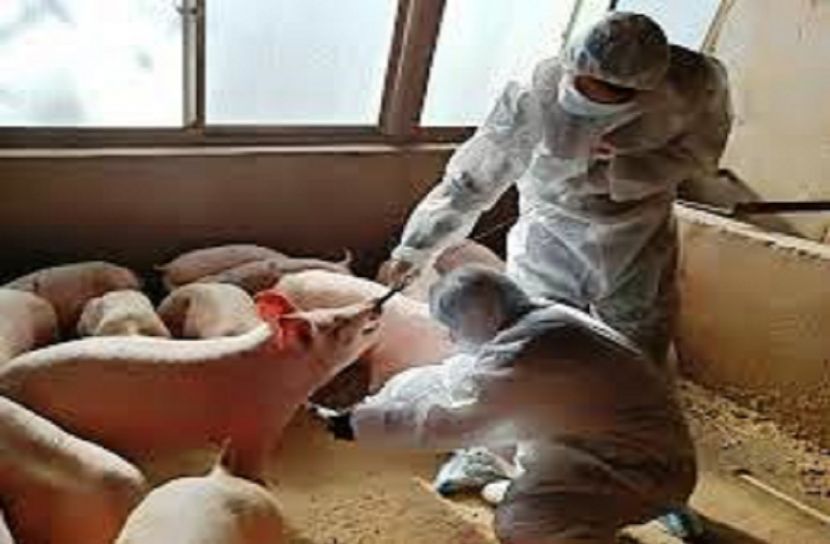 চীনে নতুন ভাইরাসের সন্ধান!