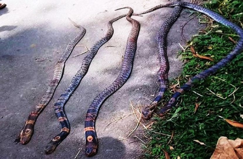 জেলের জালে পাঁচ বিষধর সাপ