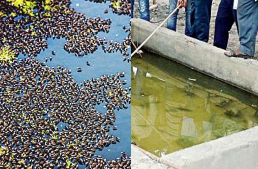 মশা, দমনে, ডিএনসিসির ,চিরুনি ,অভিযান, কাল,