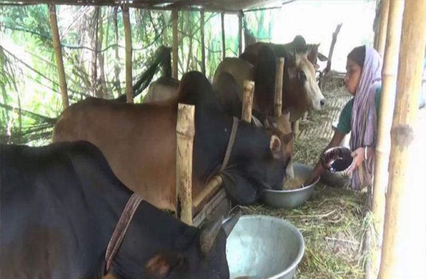 এবারের, ঈদে, দুশ্চিন্তায়, খামারিরা,