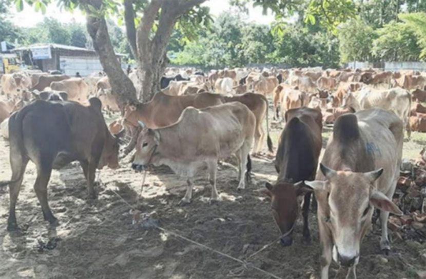 মিয়ানমার, থেকে, আসছে, গরু-মহিষ,