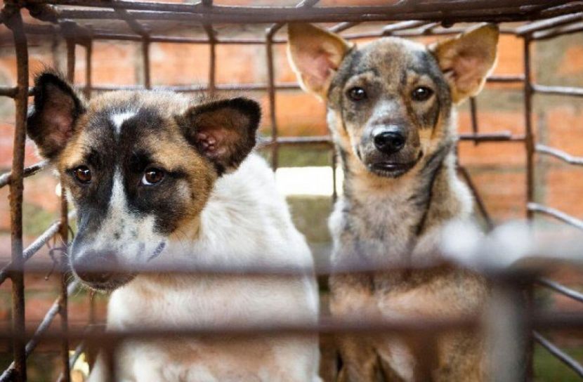 নাগাল্যান্ডে কুকুরের মাংস নিষিদ্ধ