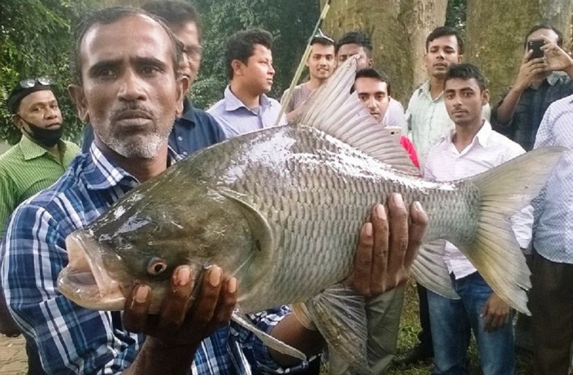 সরকারি খরচে দেশের ৪৩০০ পুকুরে মাছ চাষ