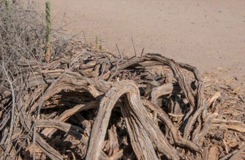 ছবির কোথায় লুকিয়ে গিরগিটি?