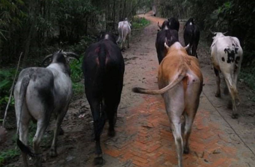 অবৈধ পথে পশু আমদানি ঠেকাতে কঠোর সরকার
