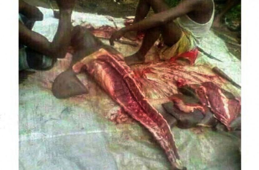 ডলফিন কেটে বিক্রির অভিযোগ