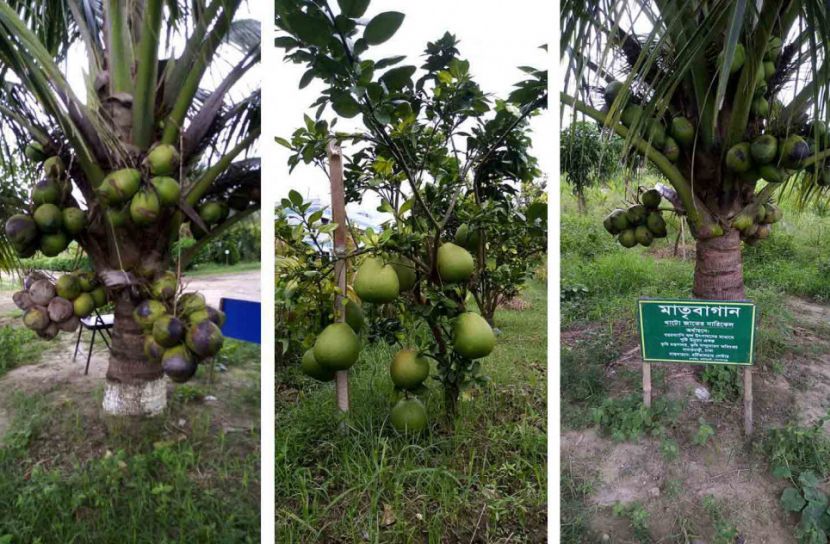 গোপালগঞ্জ হর্টিকালচার সেন্টারের হাত ধরে কৃষি বিপ্লব