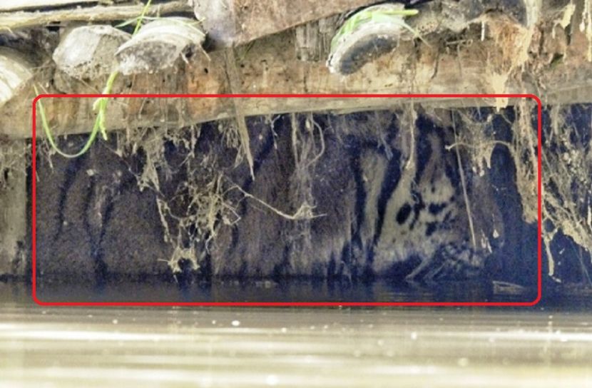 ছাগলের খোয়াড়ে রয়েল বেঙ্গল!