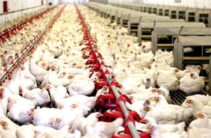 ঘুরে দাঁড়ানোর চেষ্টায় ক্ষুদ্র পোল্ট্রি খামারিরা