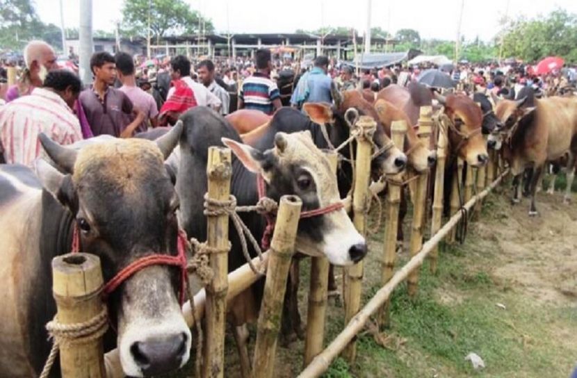 ৪ জেলায় পশুর হাট না বসাতে চিঠি! 