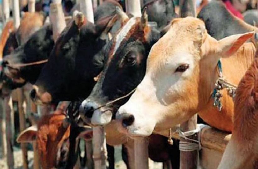 বরিশালে এবার বসছে না কোরবানির পশুর অস্থায়ী হাট