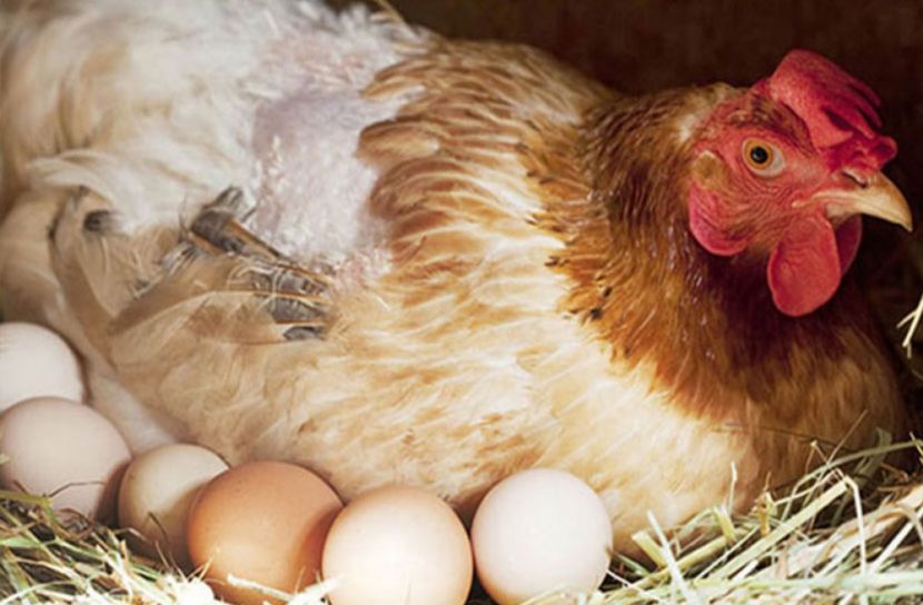 ডিম আগে নাকি মুরগি, সমাধান এল গবেষণায়