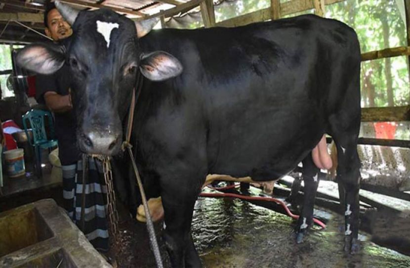 বরিশালে এবার ১৫ মণ ওজনের ‘রাজপাল’