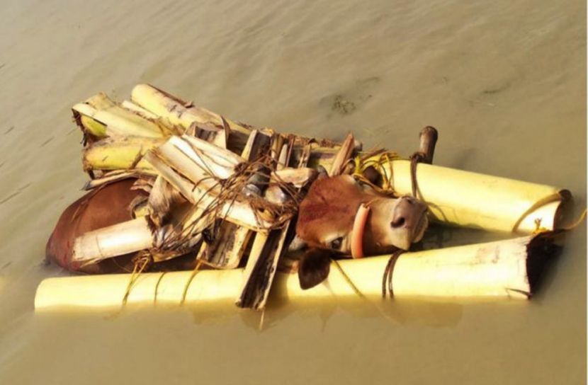 কোরবানির গরু নিয়ে ধর্ম অবমাননাকর বিবৃতি বিএসএফের