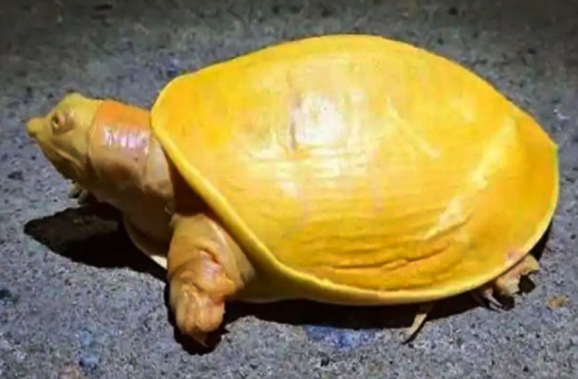 বিরল হলুদ কচ্ছপের সন্ধান!