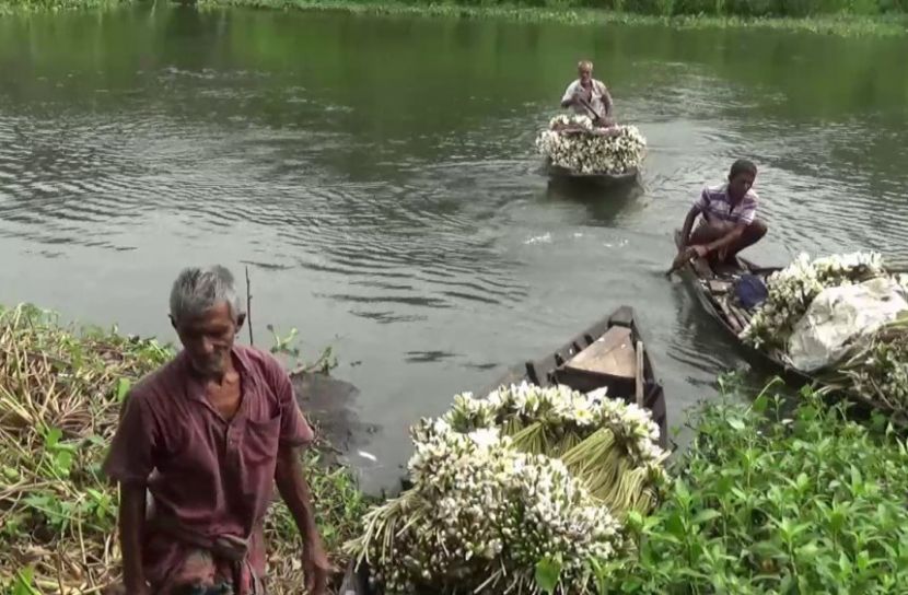 শাপলা বিক্রিতেই জীবন চলে হাজারও মানুষের