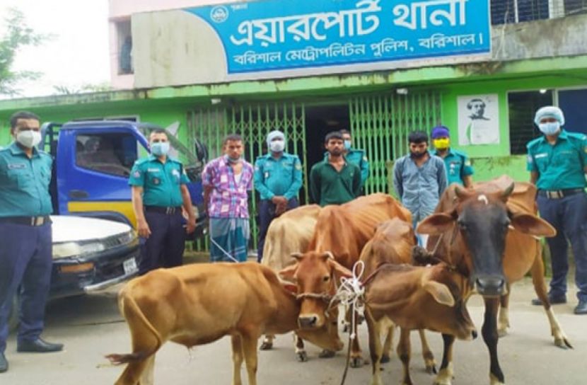 প্রাইভেটকারে ছাগল ও পিকআপে গরু চুরি করতেন তারা! 