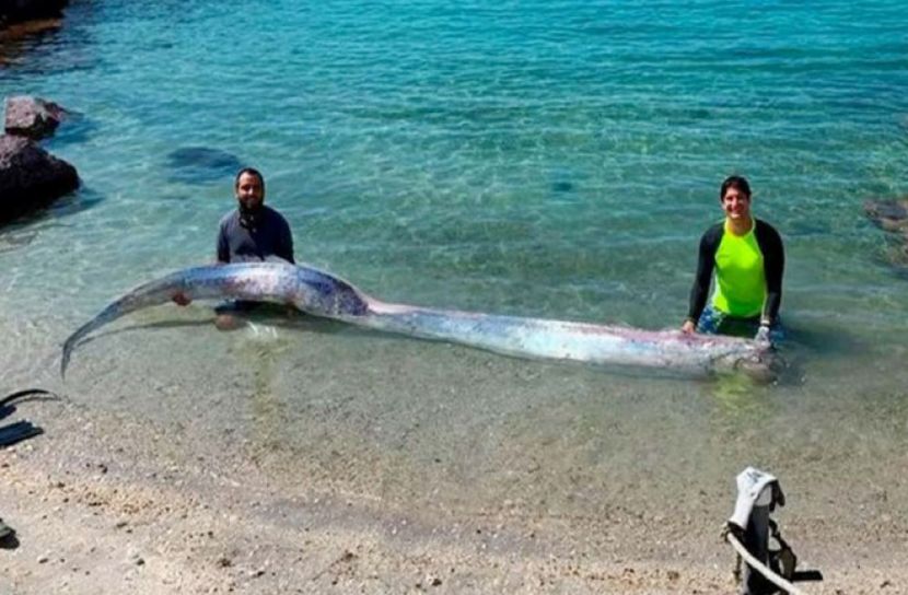 ১৩ ফুট লম্বা এ কেমন মাছ?