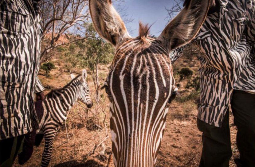 অনাথ জেব্রার মায়ের ভূমিকায় ওয়াল্ডলাইফ কর্মীরা!